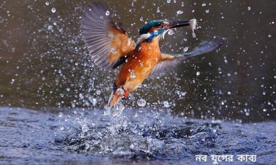 প্রেমজলে-ডুব-বাংলা-কবিতা পিকচার