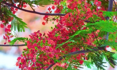 বাঙালির-বৈশাখ