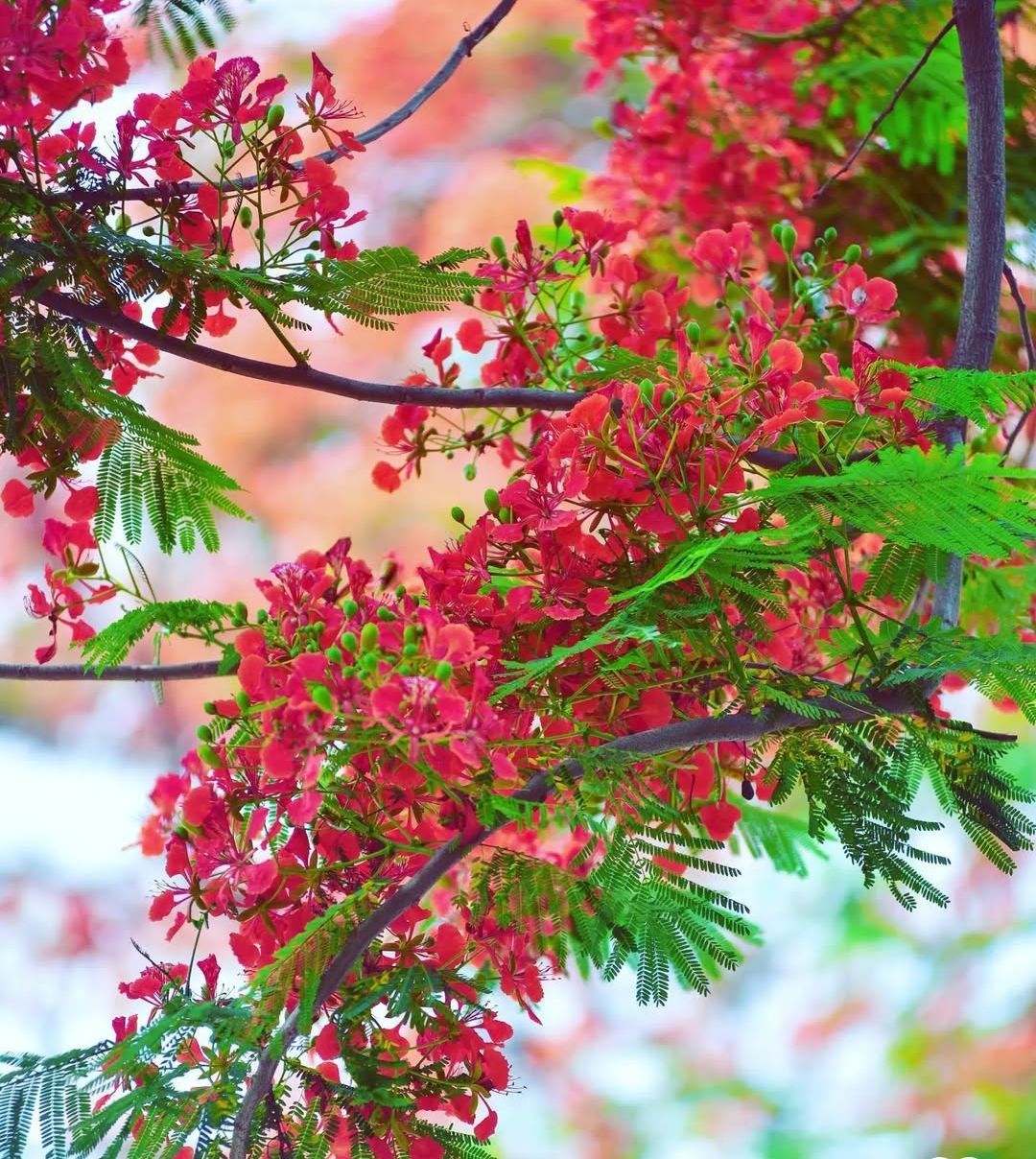 বাঙালির-বৈশাখ