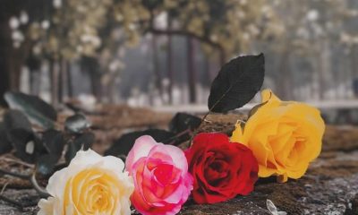 একটা-কাল্পনিক-গল্প-পিকচার