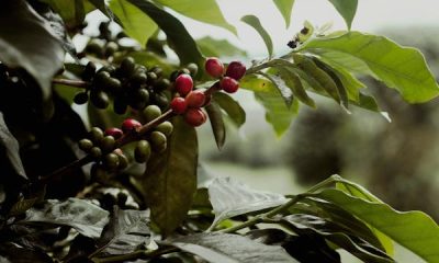 বিষাক্ত_বীজের_ফল-কবিতার-ছবি
