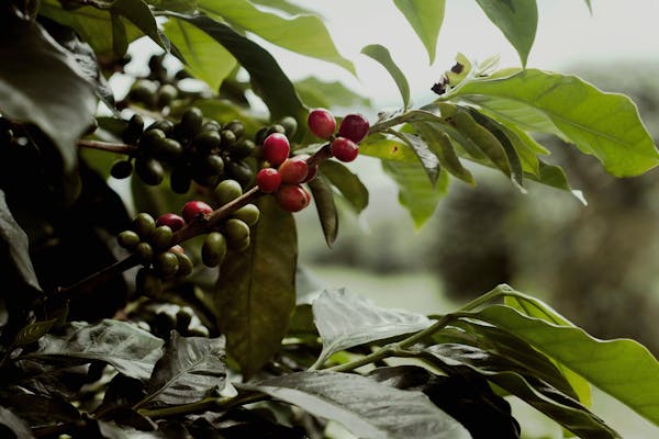 বিষাক্ত_বীজের_ফল-কবিতার-ছবি