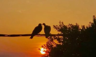 রাত-জাগা-পাখি