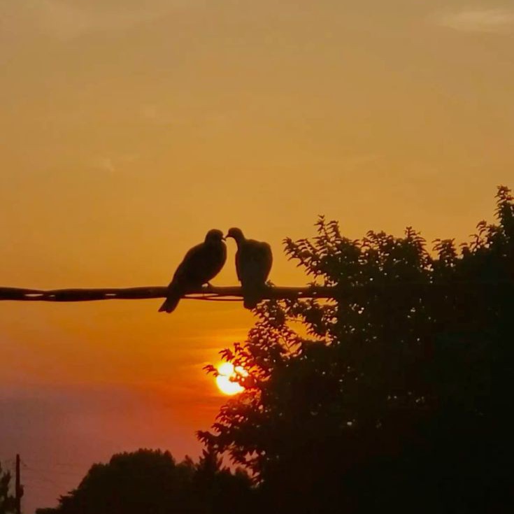 রাত-জাগা-পাখি